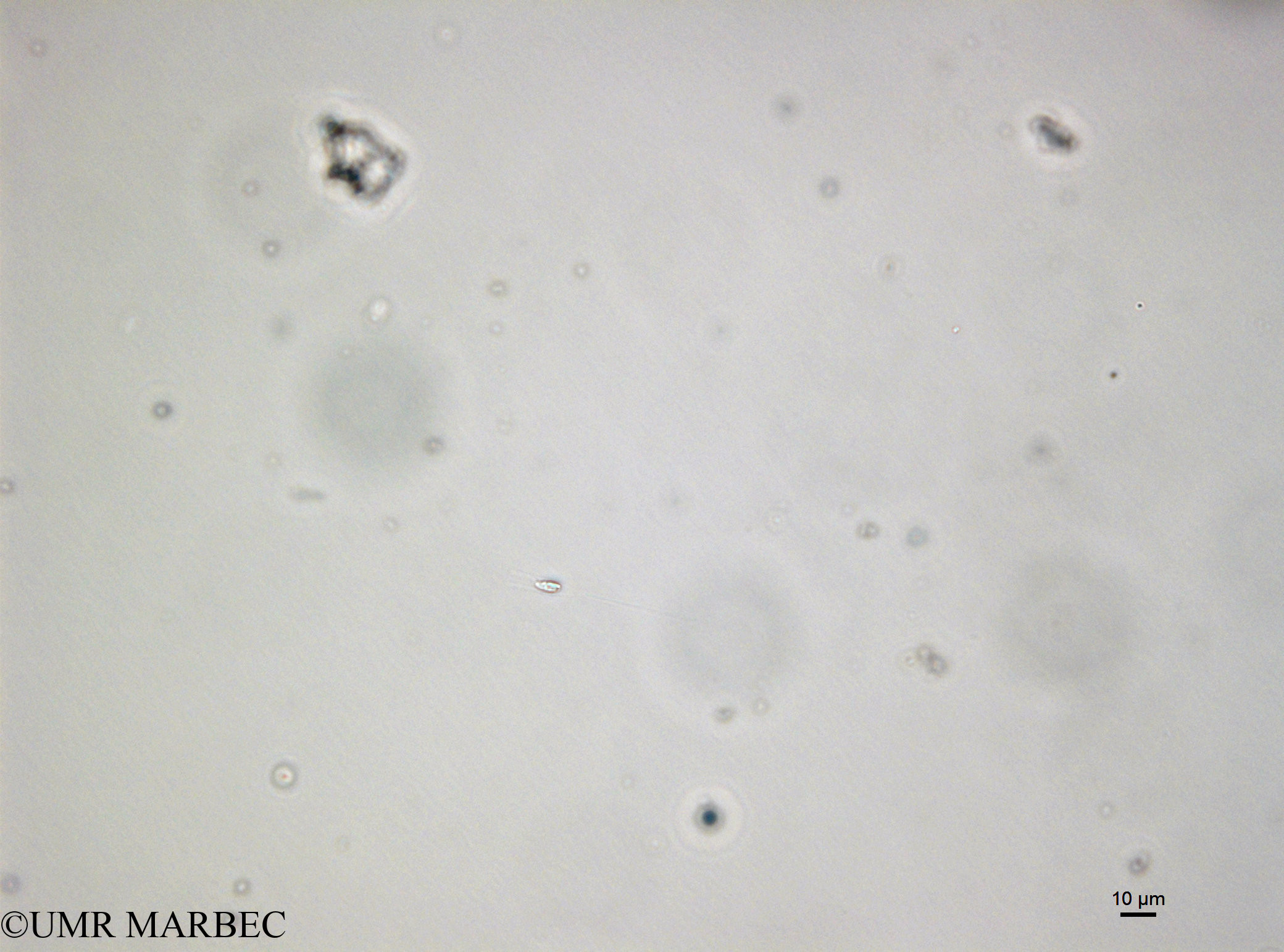 phyto/Bizerte/bizerte_bay/RISCO April 2014/Dinobryon faculiferum (Microflagellé logette141216_001_ovl -1)(copy).jpg